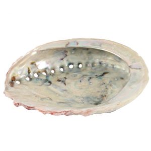 Abalone Shell 12-14cm